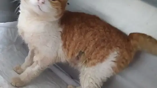 Demire saplanan kediyi kurtarmak için seferber oldular