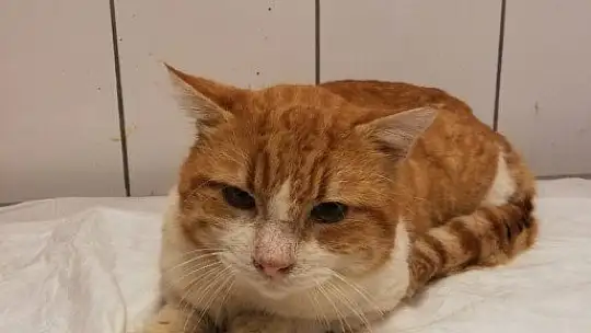 Demire saplanan kediyi kurtarmak için seferber oldular