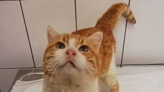 Demire saplanan kediyi kurtarmak için seferber oldular