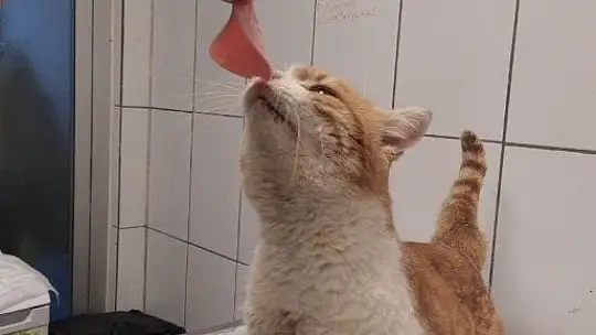 Demire saplanan kediyi kurtarmak için seferber oldular