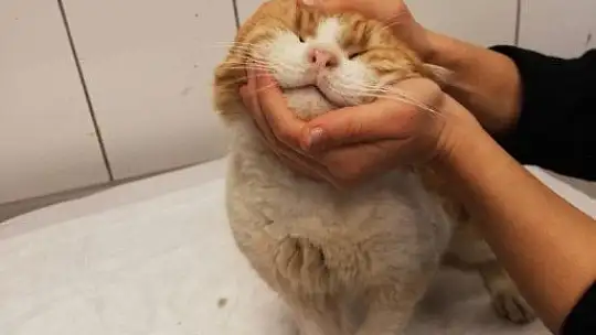 Demire saplanan kediyi kurtarmak için seferber oldular