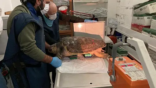 Deniz Kaplumbağalarının rutin bakımları titizlikle yapılıyor