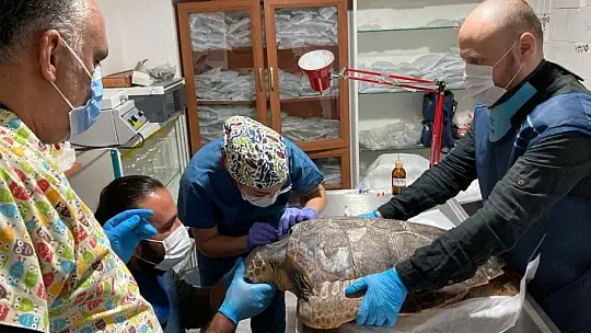 Deniz Kaplumbağalarının rutin bakımları titizlikle yapılıyor