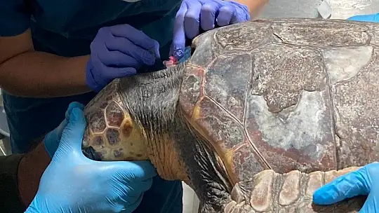 Deniz Kaplumbağalarının rutin bakımları titizlikle yapılıyor