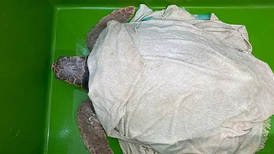 Deniz Kaplumbağalarının rutin bakımları titizlikle yapılıyor