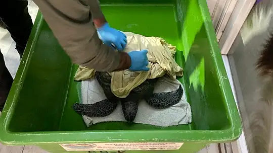 Deniz Kaplumbağalarının rutin bakımları titizlikle yapılıyor