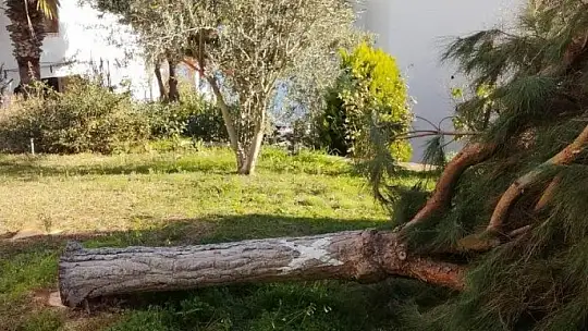 Deniz manzarasını kapatıyor diye ağaçları kestiler