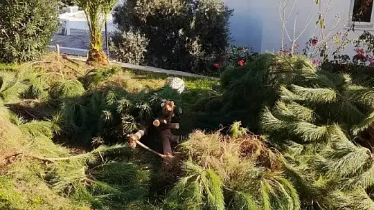 Deniz manzarasını kapatıyor diye ağaçları kestiler