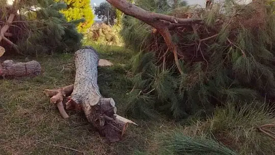Deniz manzarasını kapatıyor diye ağaçları kestiler