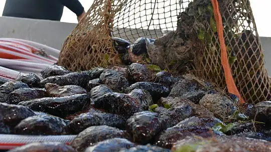 Deniz patlıcanında kota 40 kilo