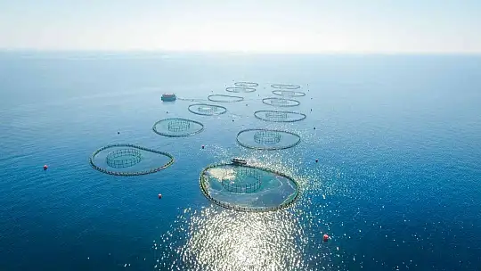 Denizden döviz çıktı