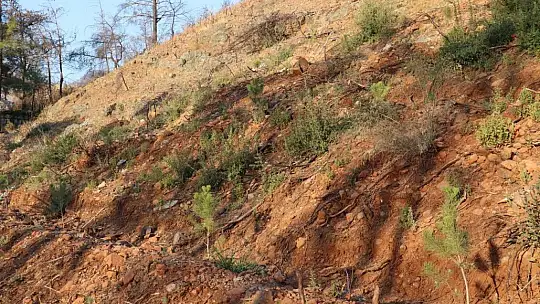 Diktikleri fidanları her gün kontrol edip suluyorlar