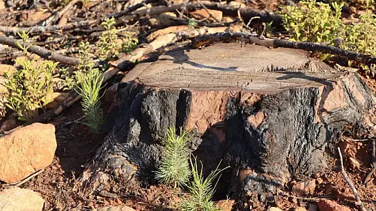 Diktikleri fidanları her gün kontrol edip suluyorlar