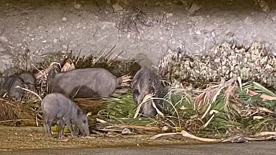 DOMUZ AİLESİ YEMEK BULAMAYINCA BODRUM'A İNDİ