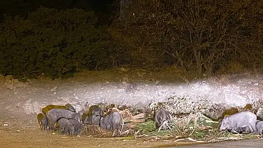 DOMUZ AİLESİ YEMEK BULAMAYINCA BODRUM'A İNDİ