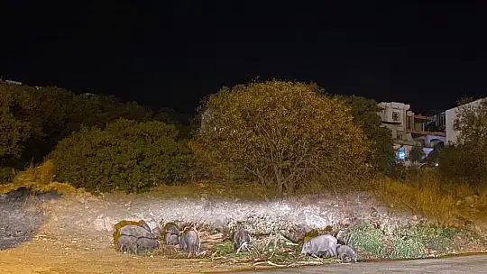 DOMUZ AİLESİ YEMEK BULAMAYINCA BODRUM'A İNDİ