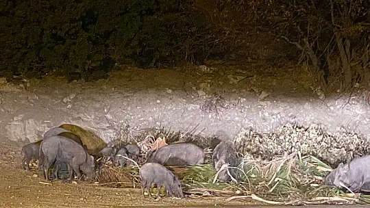 DOMUZ AİLESİ YEMEK BULAMAYINCA BODRUM'A İNDİ