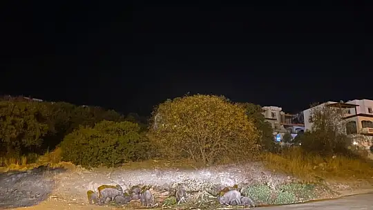 DOMUZ AİLESİ YEMEK BULAMAYINCA BODRUM'A İNDİ