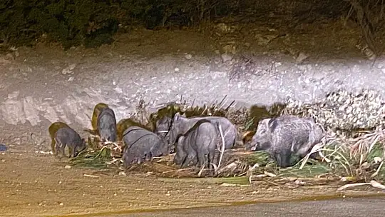 DOMUZ AİLESİ YEMEK BULAMAYINCA BODRUM'A İNDİ