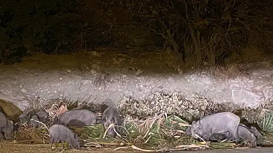 DOMUZ AİLESİ YEMEK BULAMAYINCA BODRUM'A İNDİ