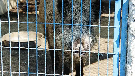 Domuz Ceyar'la belediye şoförünün dostluğu görenleri şaşırttı