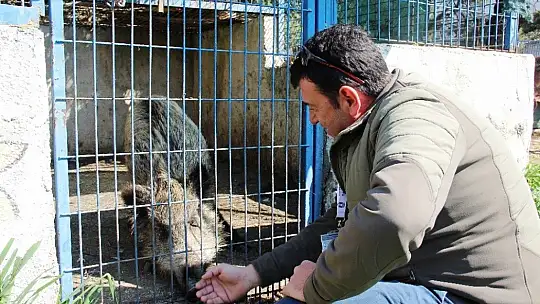 Domuz Ceyar'la belediye şoförünün dostluğu görenleri şaşırttı