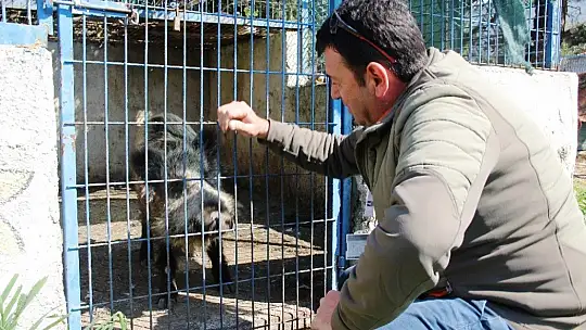 Domuz Ceyar'la belediye şoförünün dostluğu görenleri şaşırttı