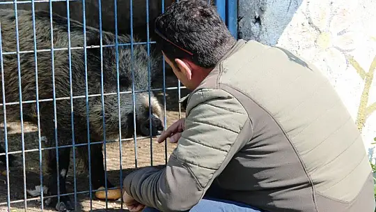 Domuz Ceyar'la belediye şoförünün dostluğu görenleri şaşırttı