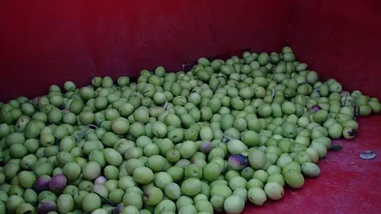 BU SENENİN İNCİSİ SİYAH ZEYTİN