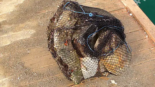 DÜNYA BALIKÇILIK GÜNÜ'NDE 30 BİN YAVRU ÇUPRA DENİZLE BULUŞTU