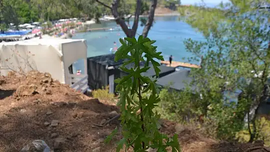 Büyük Samanlık Plajı'nda Ağaç Dikim Etkinliği