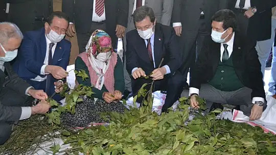 Fethiye'de Endemik Bitkiler Müzesi kurulacak 