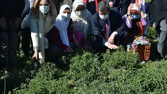 Fethiye'de Endemik Bitkiler Müzesi kurulacak 