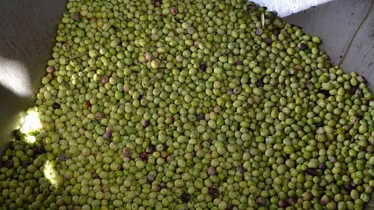 Zeytinyağının fiyatı artıyor