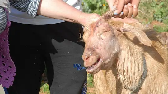 Pitbul keçiyi parçaladı