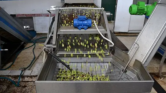 Zeytinyağının fiyatı artıyor