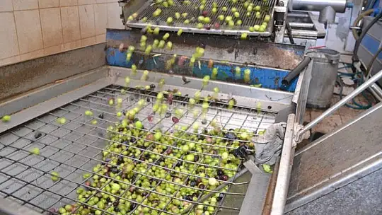 Zeytinyağı fabrikalarında hareketlilik