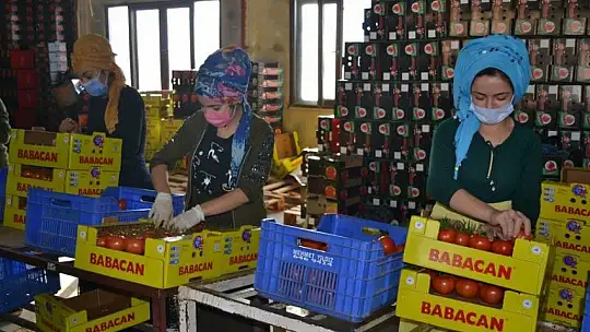 Domateste ihracat hız kesmiyor