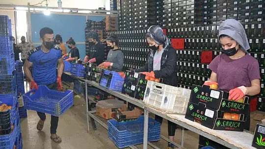 AB ülkelerine günlük 2 bin ton yaş sebze ve meyve gidiyor