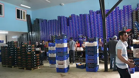 AB ülkelerine günlük 2 bin ton yaş sebze ve meyve gidiyor