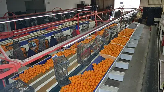 AB ülkelerine günlük 2 bin ton yaş sebze ve meyve gidiyor