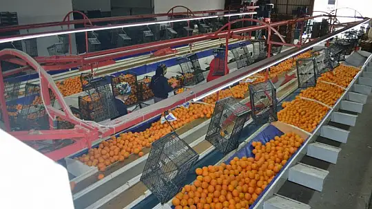 AB ülkelerine günlük 2 bin ton yaş sebze ve meyve gidiyor