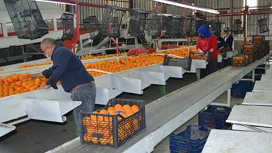 AB ülkelerine günlük 2 bin ton yaş sebze ve meyve gidiyor