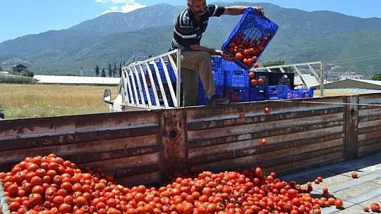 Salça işletmeleri domatesin çöpe gitmemesi için alımlara başladı