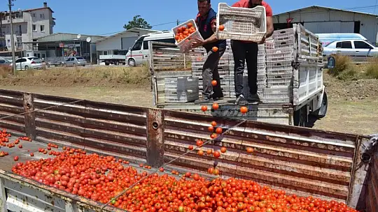 Salça işletmeleri domatesin çöpe gitmemesi için alımlara başladı