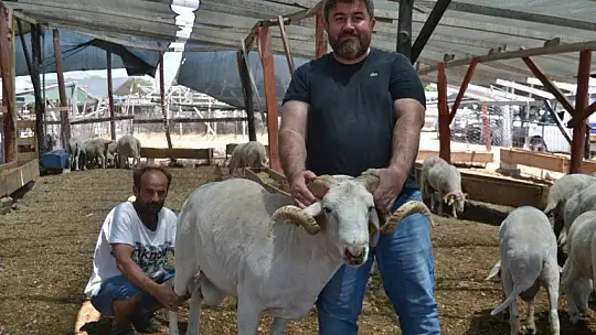 Hamit Metiner, 'Her bütçeye uygun kurbanlık var'