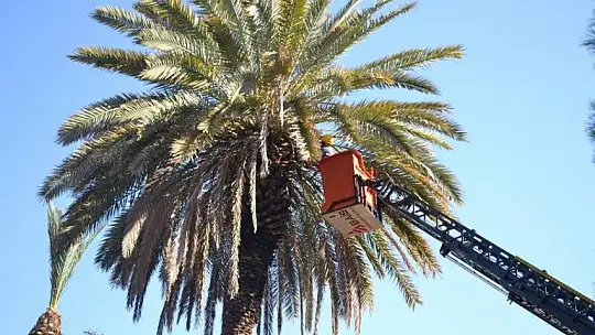 Tehlike oluşturan ağaçlar budanıyor