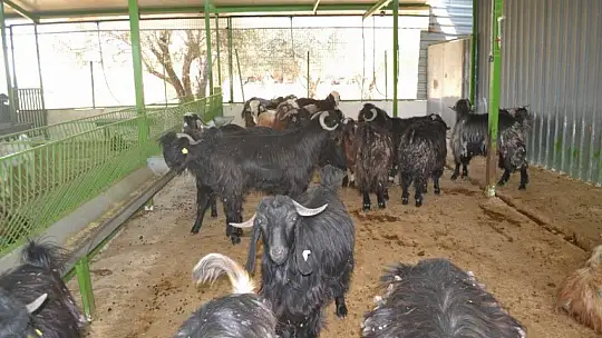 Kurbanlık Satışlarında Yoğunluk Başladı