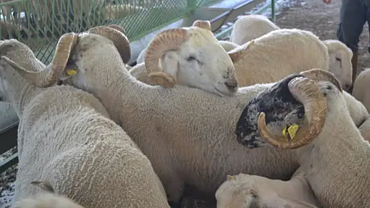 Kurbanlık Satışlarında Yoğunluk Başladı
