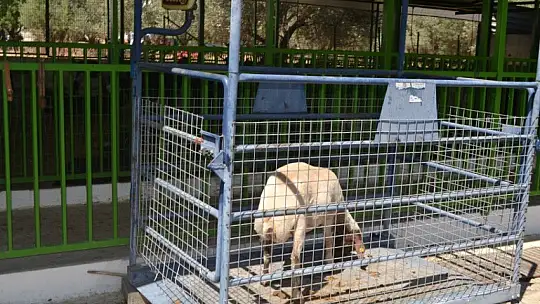 Kurbanlık Satışlarında Yoğunluk Başladı